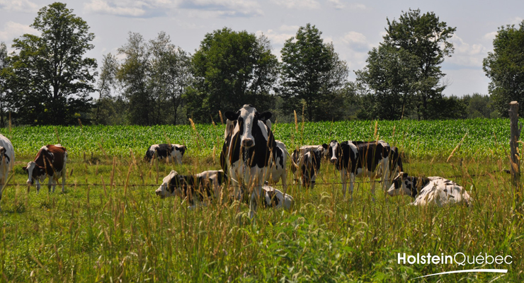 Mission Holstein Québec