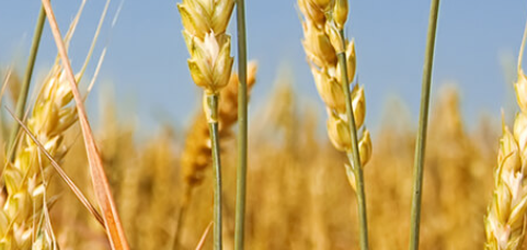 Ordre des agronomes du Québec